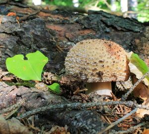 Klikni pro velký obrázek