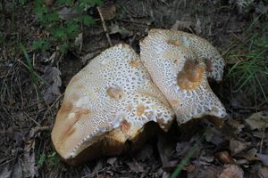 Klikni pro velký obrázek