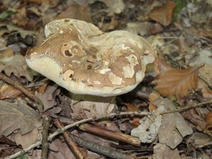 Klikni pro velký obrázek