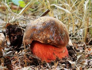 Klikni pro velký obrázek