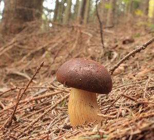 Klikni pro velký obrázek