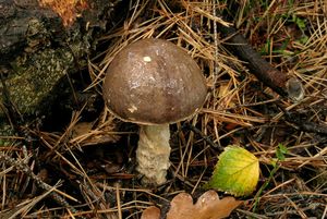 Klikni pro velký obrázek