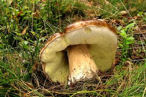 Klikni pro velký obrázek