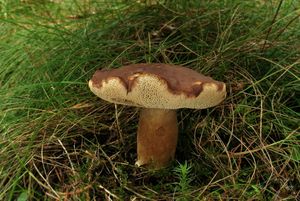 Klikni pro velký obrázek