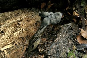 Klikni pro velký obrázek