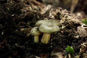 Klikni pro velký obrázek