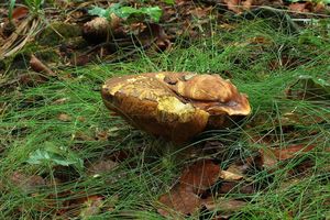 Klikni pro velký obrázek