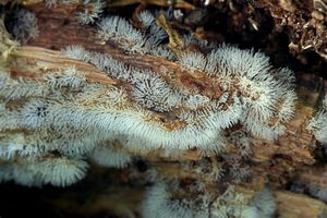 Válečkovka keříčkovitá - Ceratiomyxa fruticulosa