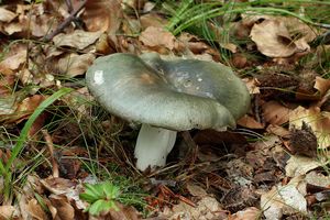 Klikni pro velký obrázek