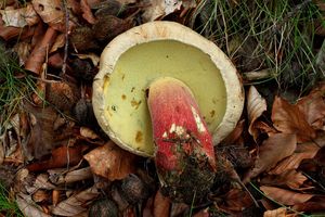 Klikni pro velký obrázek