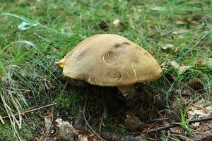 Klikni pro velký obrázek