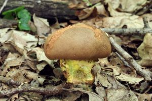 Klikni pro velký obrázek