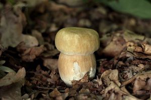 Klikni pro velký obrázek