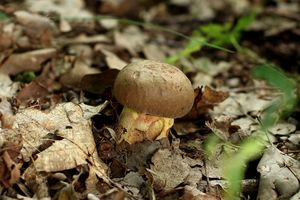 Klikni pro velký obrázek