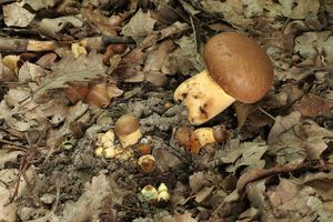 Klikni pro velký obrázek