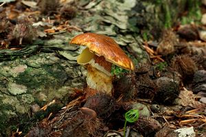 Klikni pro velký obrázek