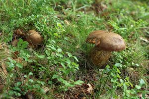 Klikni pro velký obrázek