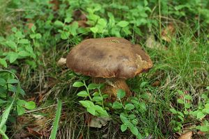 Klikni pro velký obrázek