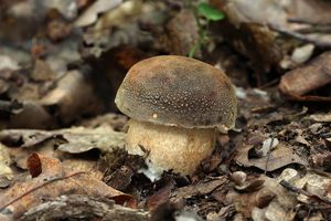 Klikni pro velký obrázek