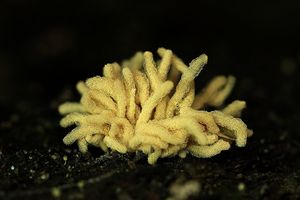 Klikni pro velký obrázek