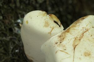 Pstřeňovec dubový - Buglossoporus pulvinus (Pers.) Donk