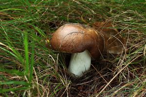 Klikni pro velký obrázek