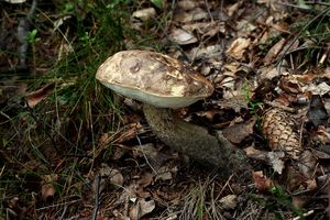 Klikni pro velký obrázek