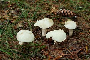 Klikni pro velký obrázek