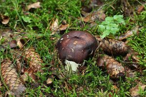 Klikni pro velký obrázek