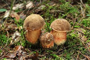 Klikni pro velký obrázek