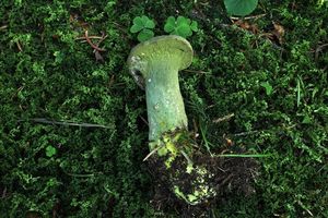 Klikni pro velký obrázek