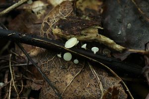 Klikni pro velký obrázek