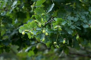 Dub letní (křemelák) (Quercus robur L. ex Simk.)