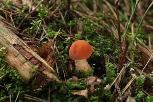 Klikni pro velký obrázek