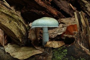 Klikni pro velký obrázek