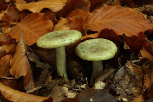 Klikni pro velký obrázek