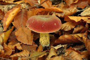 Klikni pro velký obrázek