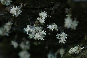 Polycephalomyces tomentosus - Polycephalomyces tomentosus (Schrad.) Seifert 1985