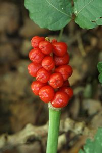 Árón plamatý (Arum maculatum L.)
