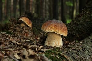 Hřib smrkový - Boletus edulis Bull. 1782