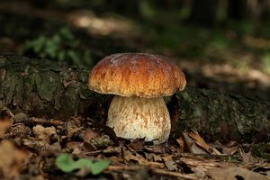 Hřib smrkový - Boletus edulis Bull. 1782