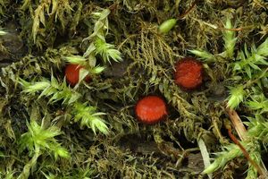 Klikni pro velký obrázek