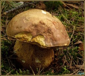 Klikni pro velký obrázek