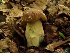 Klikni pro velký obrázek