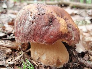 Klikni pro velký obrázek