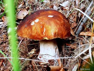 Klikni pro velký obrázek