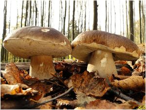 Klikni pro velký obrázek