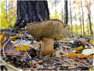 Klikni pro velký obrázek