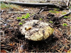 Klikni pro velký obrázek