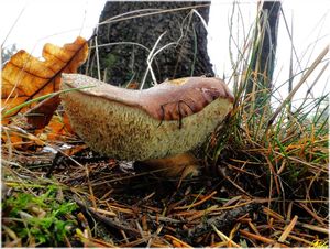 Klikni pro velký obrázek